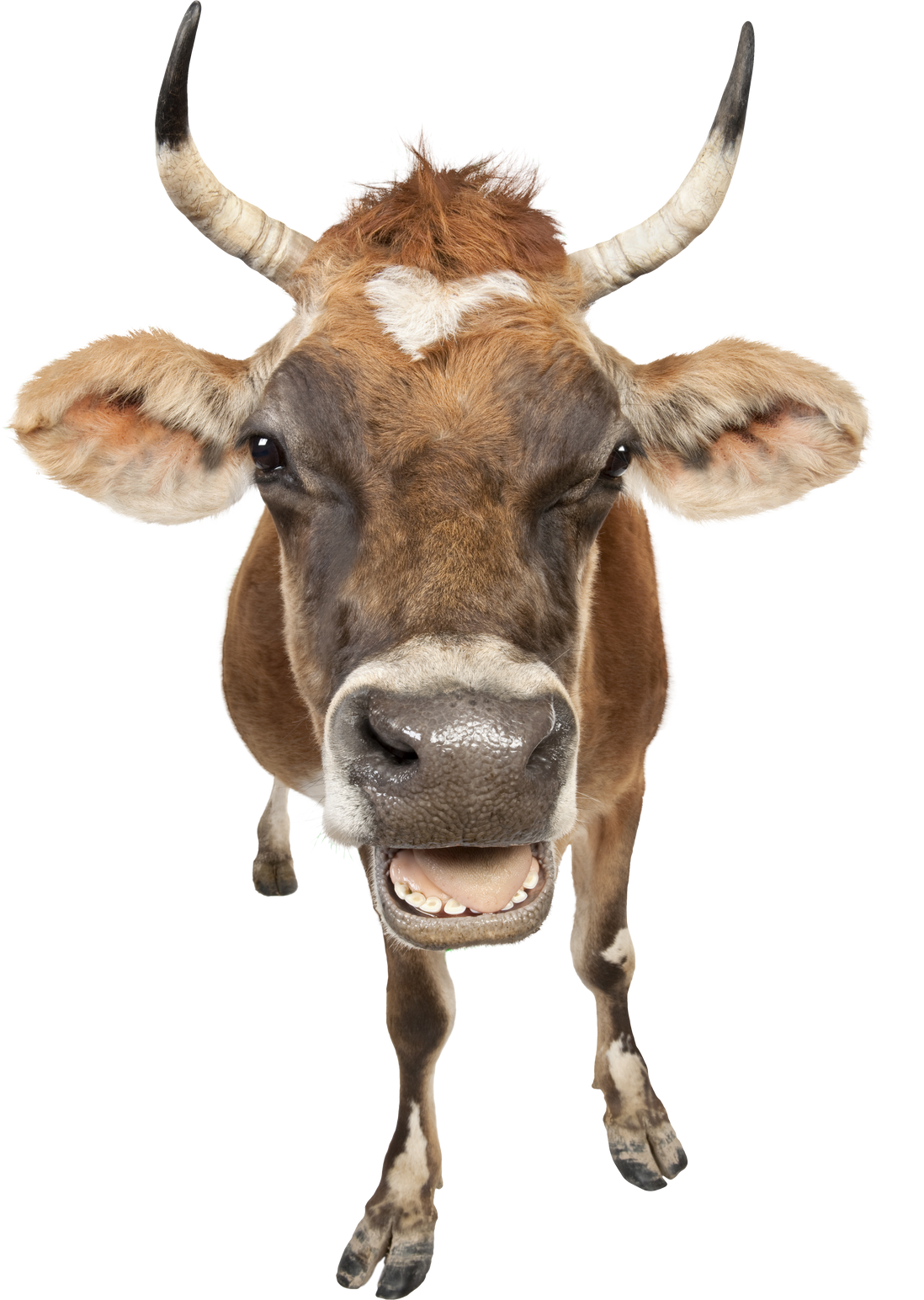 Jersey Cow (10 Years Old)